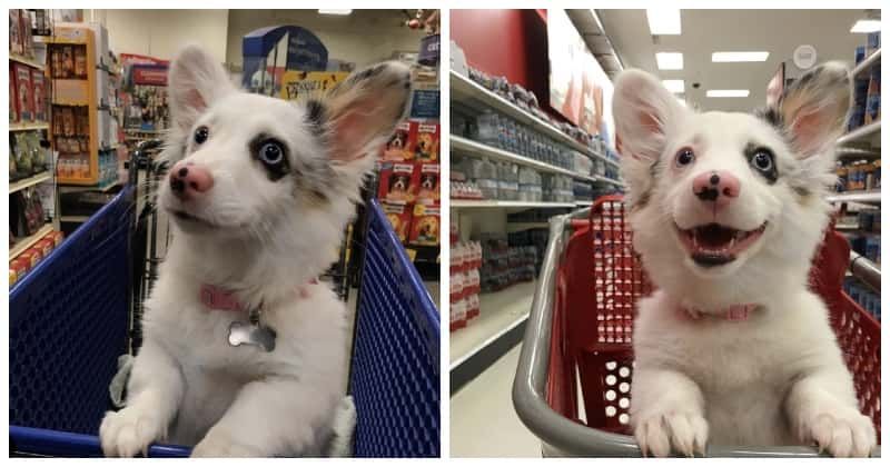 Corgi-Mix Puppy Can’t Get Enough of Her First Trip to Target | “We Could Tell She Loved It So Much”